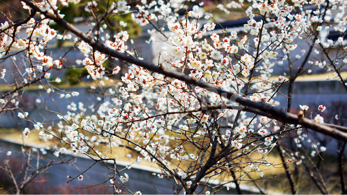 봄,꽃,나무,식물,벚꽃,개화,봄,계절,spring,season,식물,자연,plants,nature,꽃,flower,plant,blossom