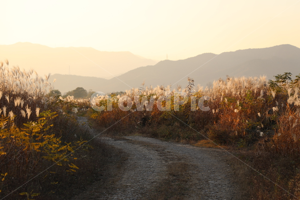 시골,가을하늘,가을,자연,노을,가을,계절,fall,autumn,season,자연,풍경,nature,landscape,gravel,자갈,road,도로,dirt road,흙길