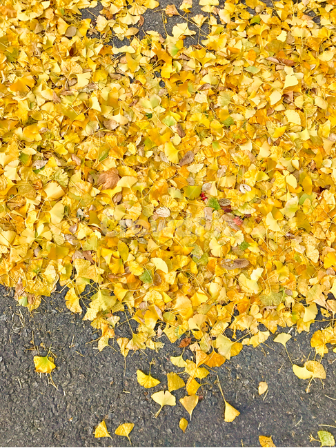 낙엽,은행,은행나무,가을,길,도로,노랑,초록,나무,자연,fall,가을,계절,fall,autumn,season,plant,식물