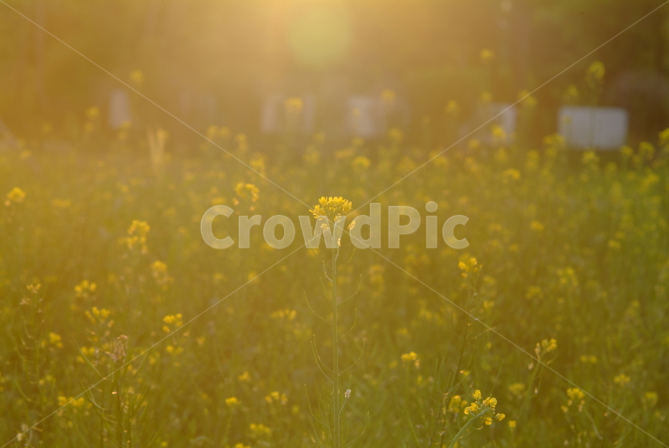 들꽃,빛내림,역광,꽃,공원,식물,자연,plants,nature,꽃,flower