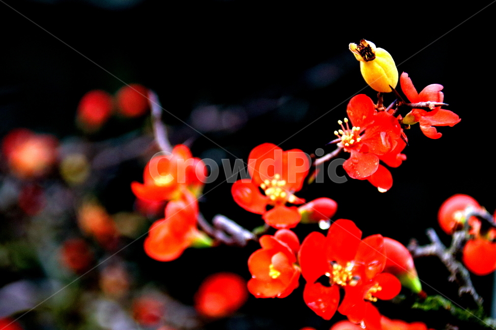 꽃,식물,야생화,들꽃,풍경,식물,자연,plants,nature,꽃,flower