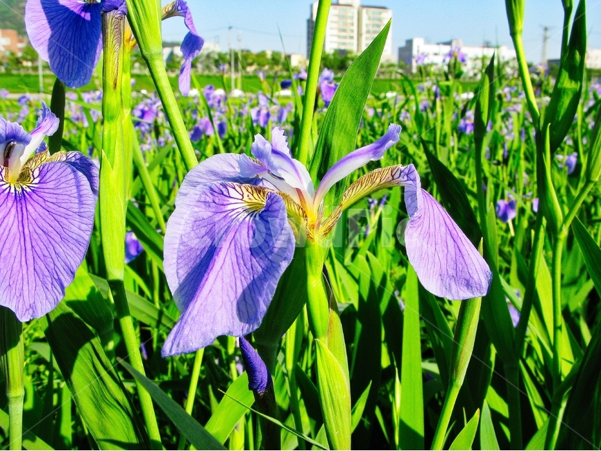 창포,창포꽃,들꽃,보라색꽃,보라색창포,식물,자연,plants,nature,꽃,flower
