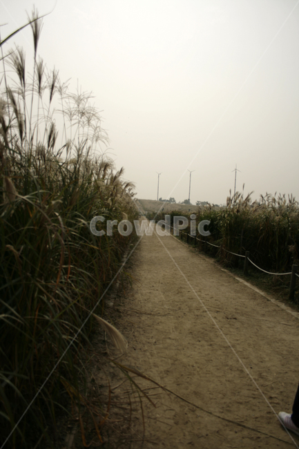 길,억새,억새밭,가을,풍경,자연,풍경,nature,landscape,road,도로