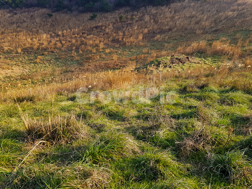 풍경,자연,들,들판,잔디,가을풍경,겨울풍경,outdoors,nature,ground