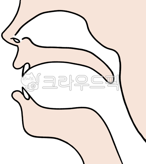 얼굴,옆모습,구강,발음입모양,입모양,발음기관,치과,국어,한국어,한글,외국어,영어,얼굴옆모양,옆얼굴,구강구조,목,목구멍,기도,코,이비인후과,병원,혀,사람,인간,얼굴구조,발음기관구조,발음방법,발음방법그리기,발음방법그림,pronunciation,발음,발음교육,언어,말하기,정확한발음,발음연습,말하기연습,발음배우기,발음익히기,치아