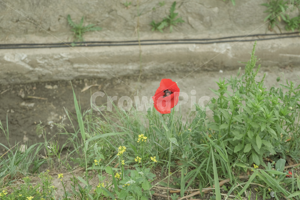 양귀비,꽃,계절,식물,감성사진