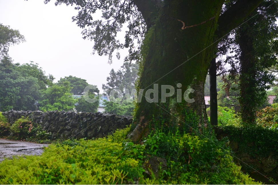 scenery,풍경,outdoors,옥외,landscape,경치,plant,식물,tree,나무,grassland,목초지,nature,자연,treetrunk,나무줄기,제주도,길,돌담장,담장,제주돌담장