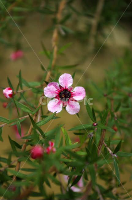 꽃,식물,flower,plant,호주매화,식물,자연,plants,nature,꽃,flower
