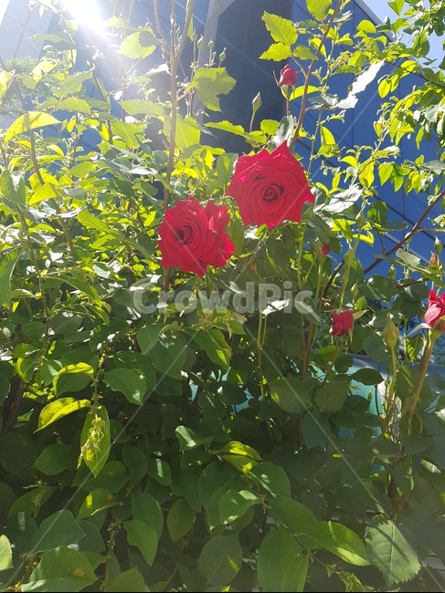 장미,빨간꽃,장미꽃,자연,꽃,붉은장미,식물,자연,plants,nature,꽃,flower
