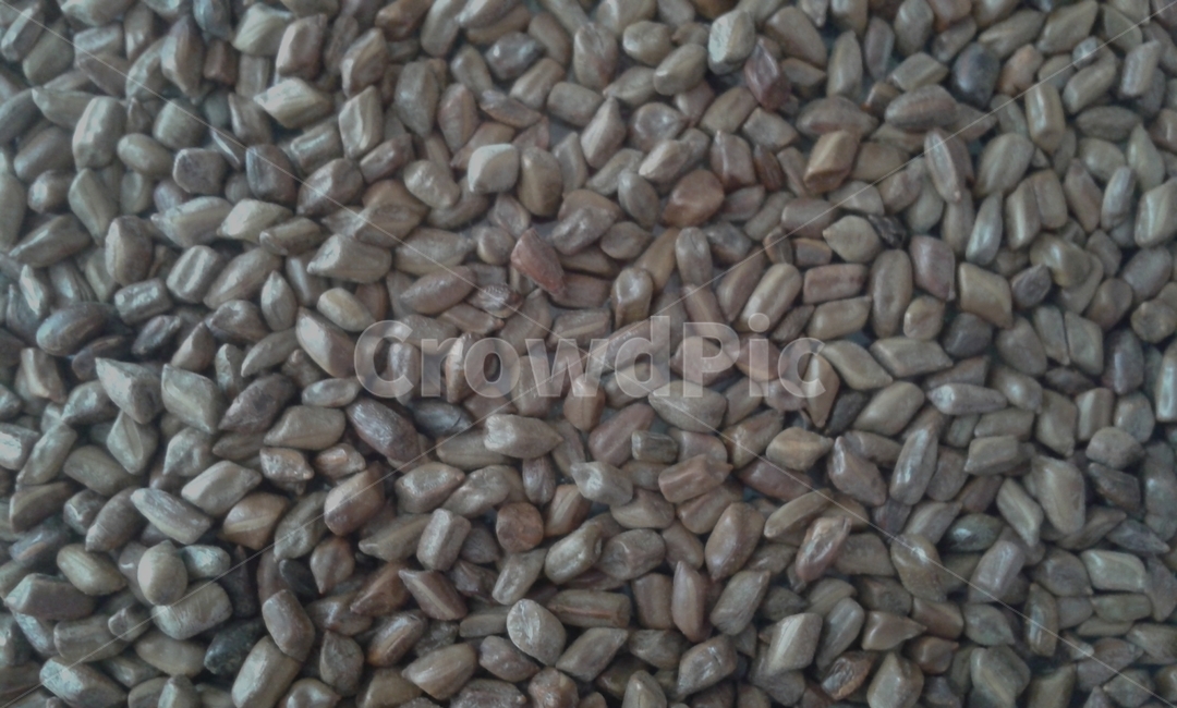결명자,곡식,plant,식물,차,곡류,곡식,cereals