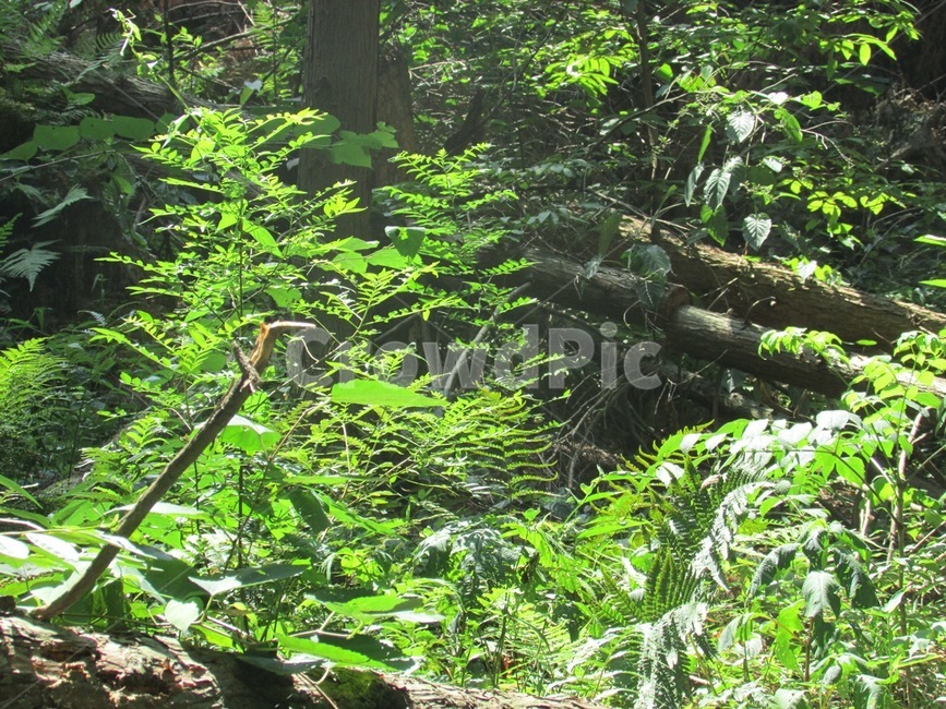 나무,식물,초록,자연,숲,초록색,식물,자연,plants,nature
