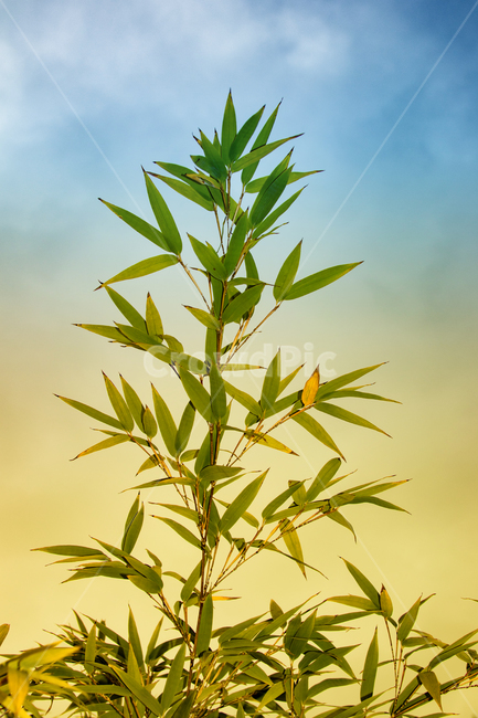 plant,식물,대나무,녹색,자연,오죽,식물,자연,plants,nature