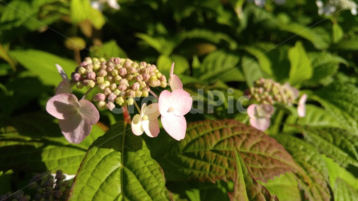 수국,꽃,분홍꽃,분홍색,녹색,식물,hydrangea,flower,pinkflowers,pink,green,plants