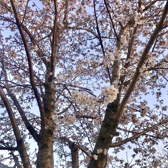 plant,식물,tree,나무,나무줄기,treetrunk,벚꽃,봄