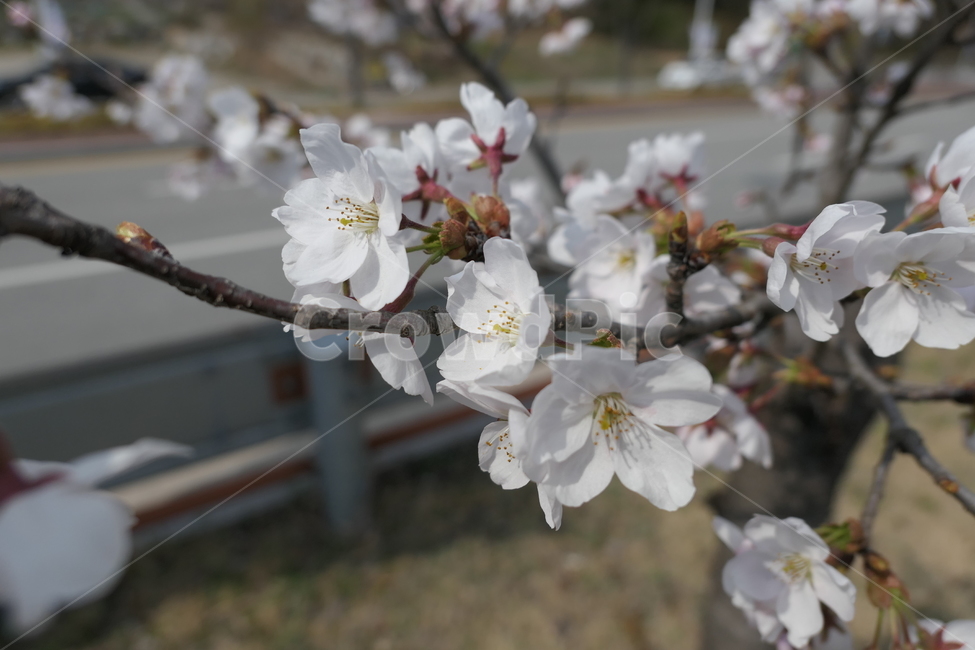 식물,flower,cherryblossom,벚꽃,꽃