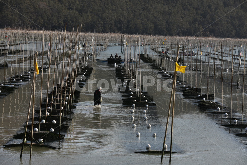 매생이,양식장,바다,작업,물,사람,인물,인간,human,person,남성,남자,man,male,산업,industry,industrial,어업,fishery,fishing industry