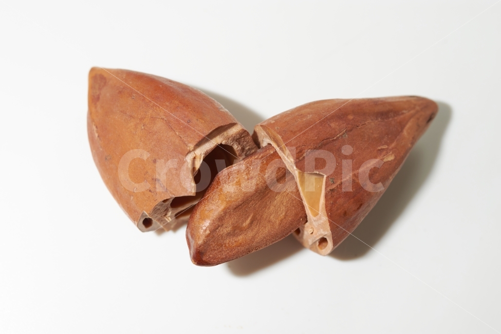 피넛,필리핀,딱딱한,원숭이,건과류,건강식,맛있는,흰색배경,음식,식재료,요리,food,cook,meal,dishes,food reserves,콩류,견과류,beans,pulse,nuts,dry fruits,누끼,remove background