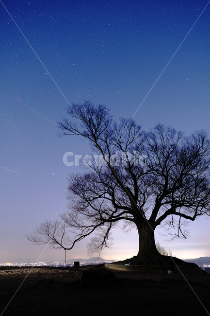 밤하늘,나무,별자리,별,야경,야경,밤,풍경,nightscape,night,landscape,식물,자연,plants,nature,나무,trees,wood,tree,plant