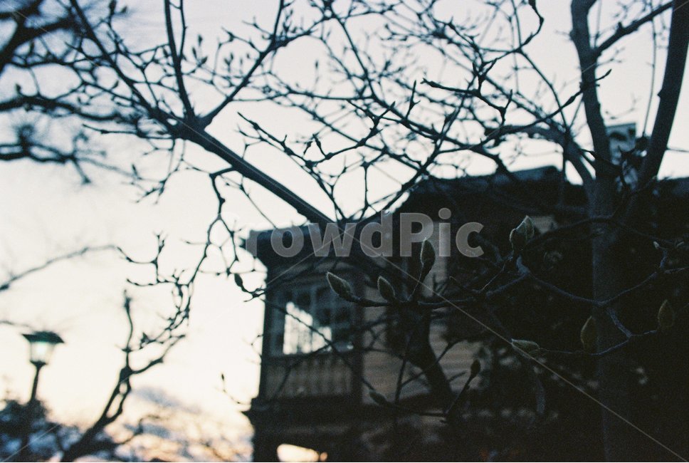 building,건물,housing,주택,house,집,나무