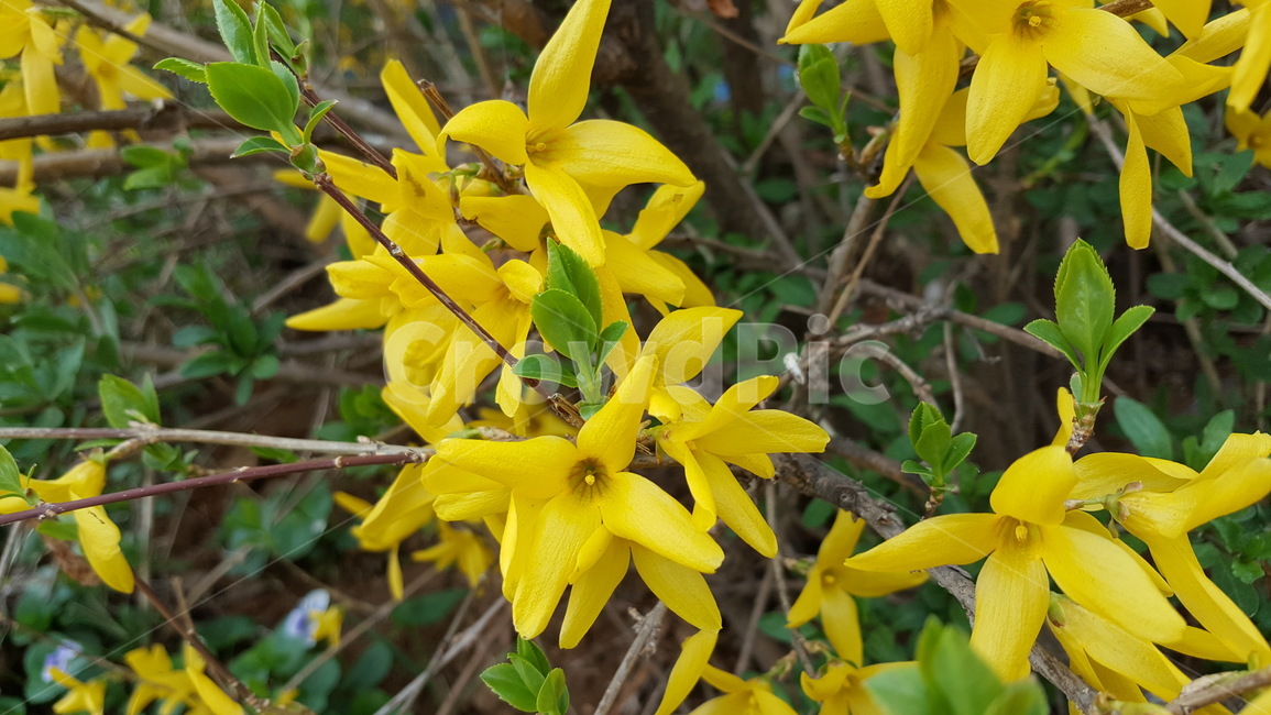 꽃,봄,자연,개나리,개나리꽃,식물,자연,plants,nature,꽃,flower