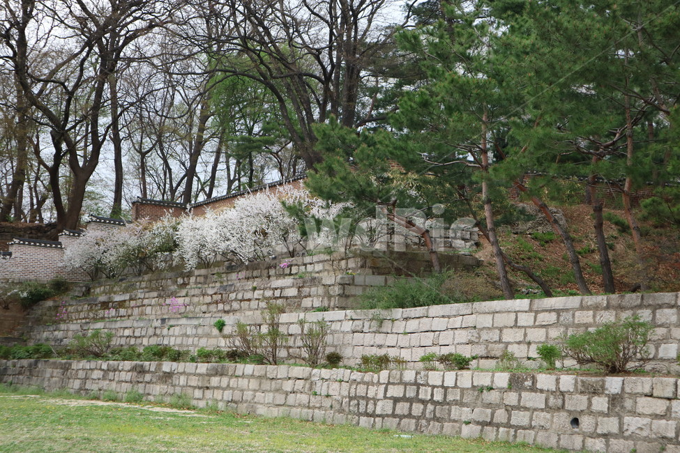 창덕궁,봄,산책,꽃,궁궐,전통,풍경,봄,계절,spring,season,한국전통,한국문화,korean traditional,korean culture,건축물,건물외관,exterior,building,structure,architecture,construction,wall,벽,tree,나무,plant,식물