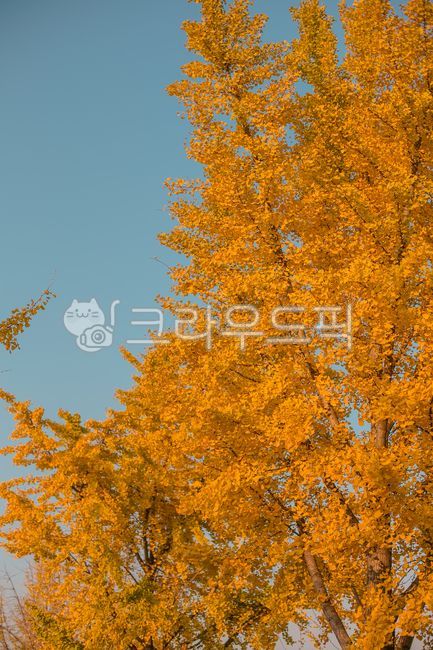 Autumn,ginkgo tree,ginkgo leaves,ginkgo tree street,sunset,autumn sky,autumn sunlight,autumn image,image,autumn emotional photo,emotional photo