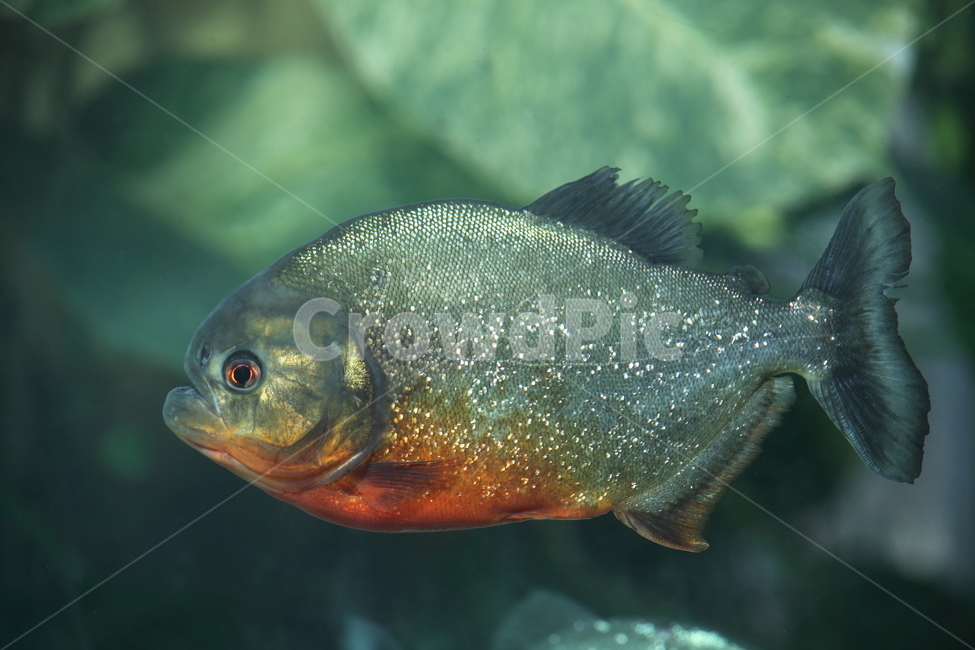 피라냐,민물고기,물고기,어류,piranha,열대어,tropicalfish,피라니아,동물,animal,어류,물고기,fish