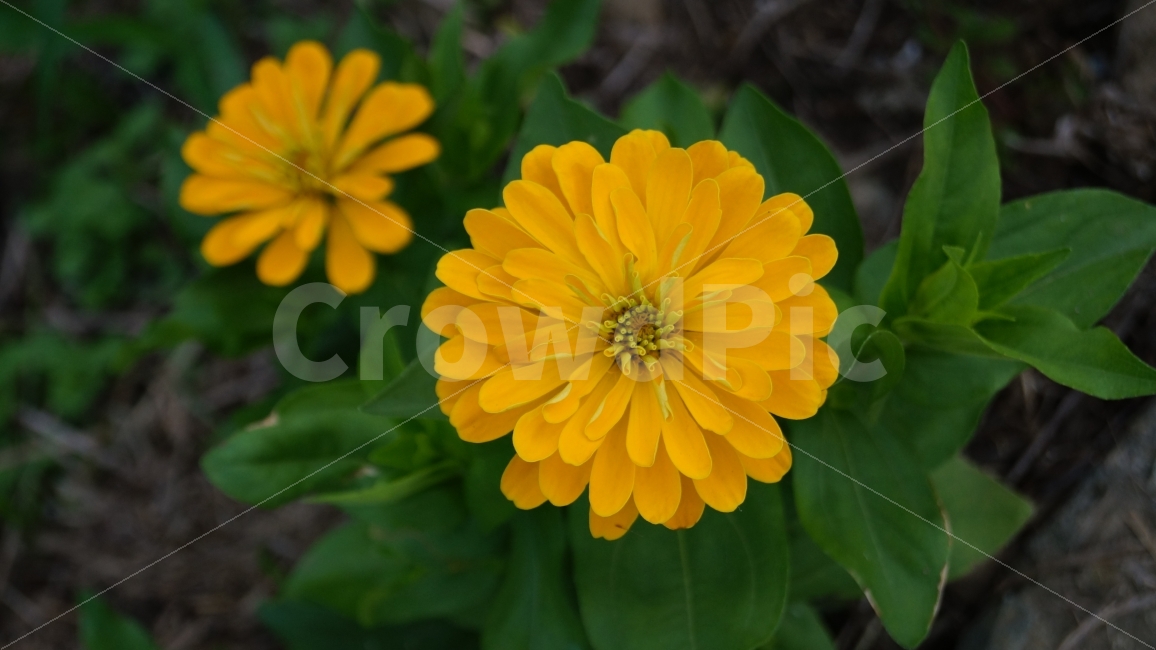 백일홍,꽃,꽃사진,가을,식물,식물,자연,plants,nature,꽃,flower