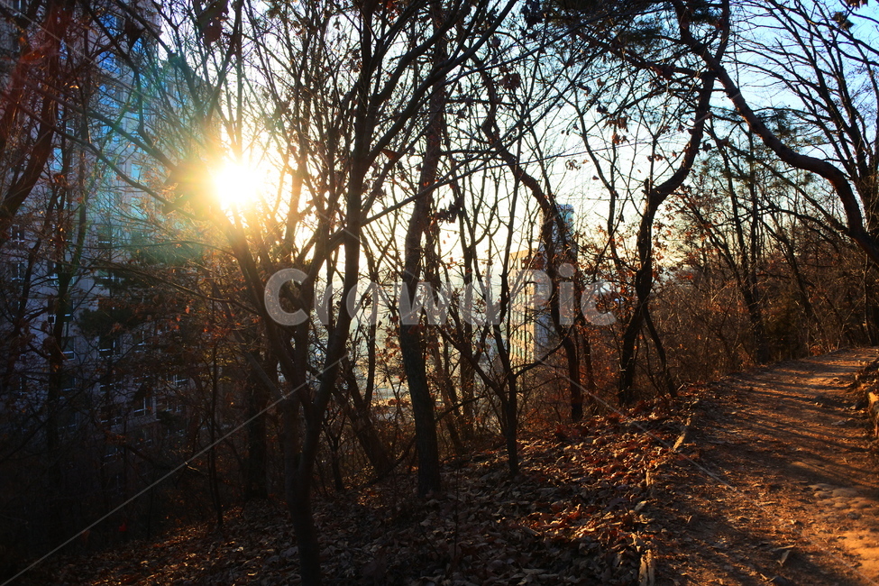 flare,light,빛,자연,나무,햇빛,자연,풍경,nature,landscape,플레어