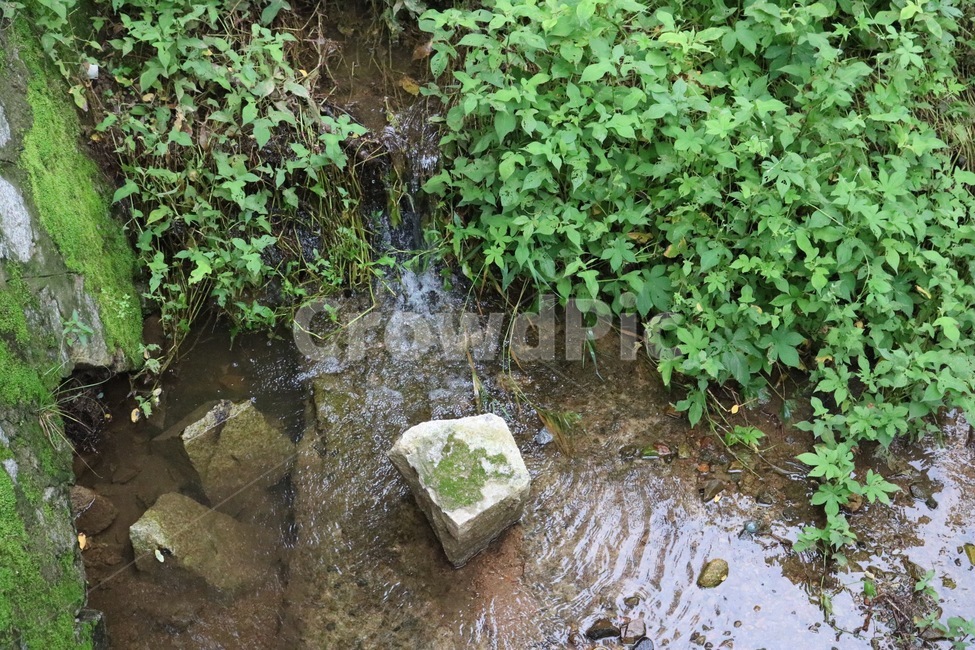 식물,물,돌,자연,초록,planst,shokubutsu,water,mizu,stone,ishi,nature,green,modiro,식물,자연,plants,nature