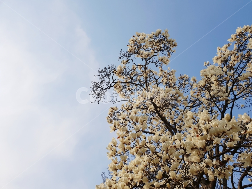 목련,봄,꽃,꽃나무,나무,자연,하늘,날씨,계절,봄,계절,spring,season,식물,자연,plants,nature,꽃,flower,plant