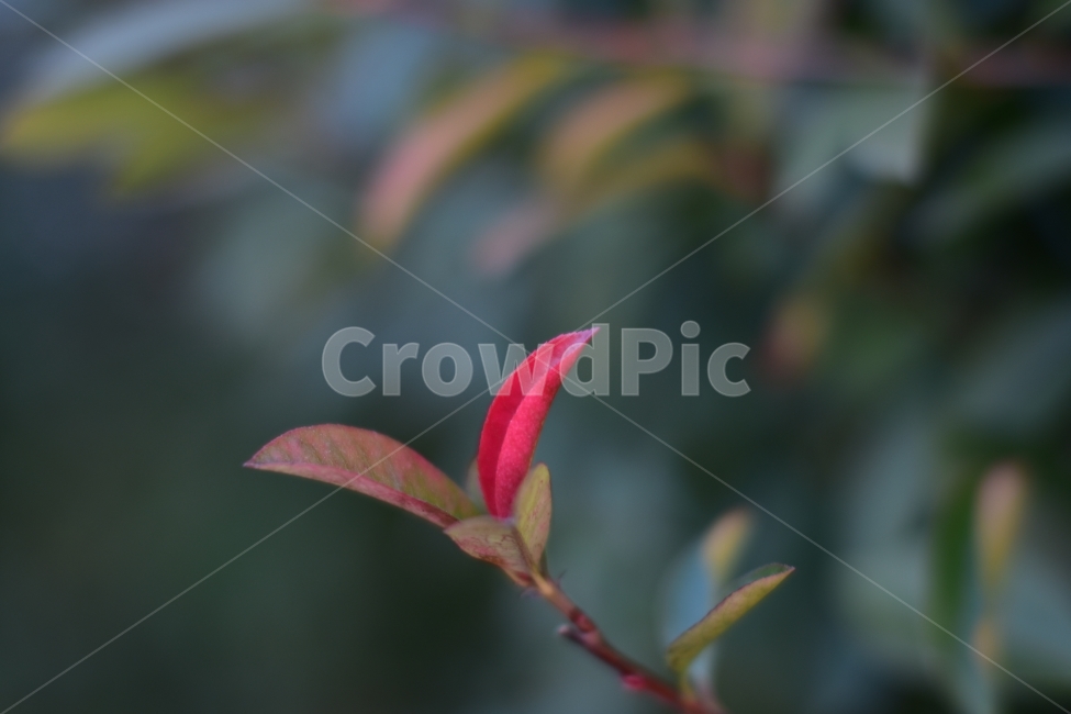 나무,잎,붉은색,녹색,겨울,붉은가시나무,새싹,tree,leaf,green,pink,식물,자연,plants,nature