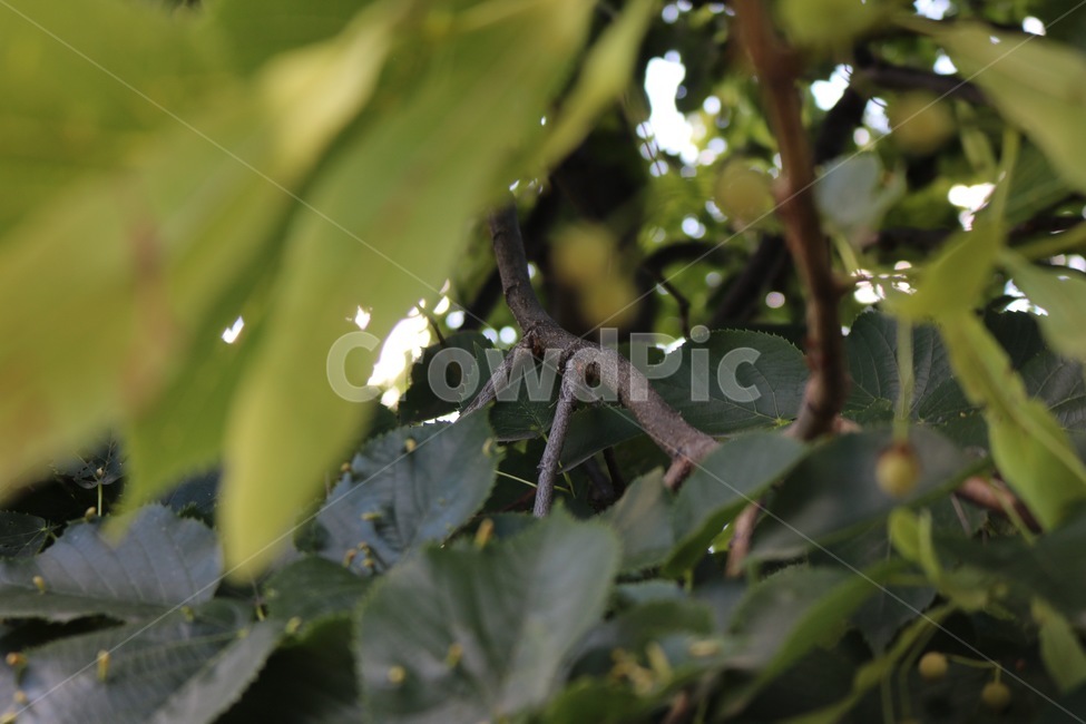 자연,초록,공원,나무,나뭇잎,식물,자연,plants,nature,나무,trees,wood