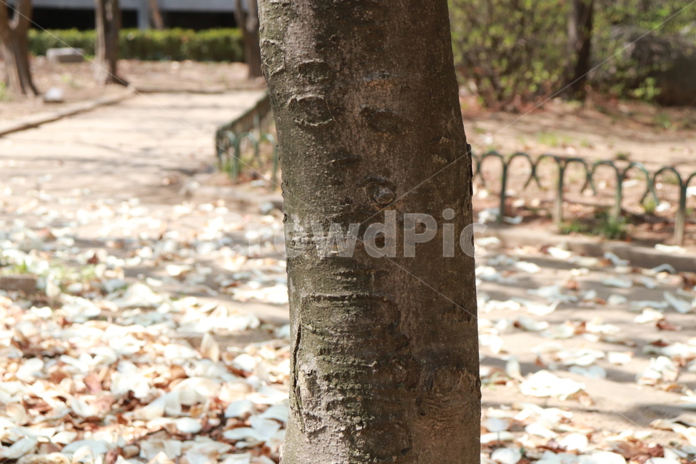 나무,자연,꽃잎,바닥,꽃,나무,trees,wood