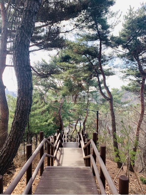 ground,바닥,bridge,boardwalk,다리,building,건물,계단오르기,하늘,구름,계단오르는,등산,산계단,자연,날씨,산,꽃,꽃봉우리,공원,나무,plant,식물,나무줄기,treetrunk,tree,낙엽,봄,산책로,banister,handrail,railing,난간,소나무,계단,산내려가는