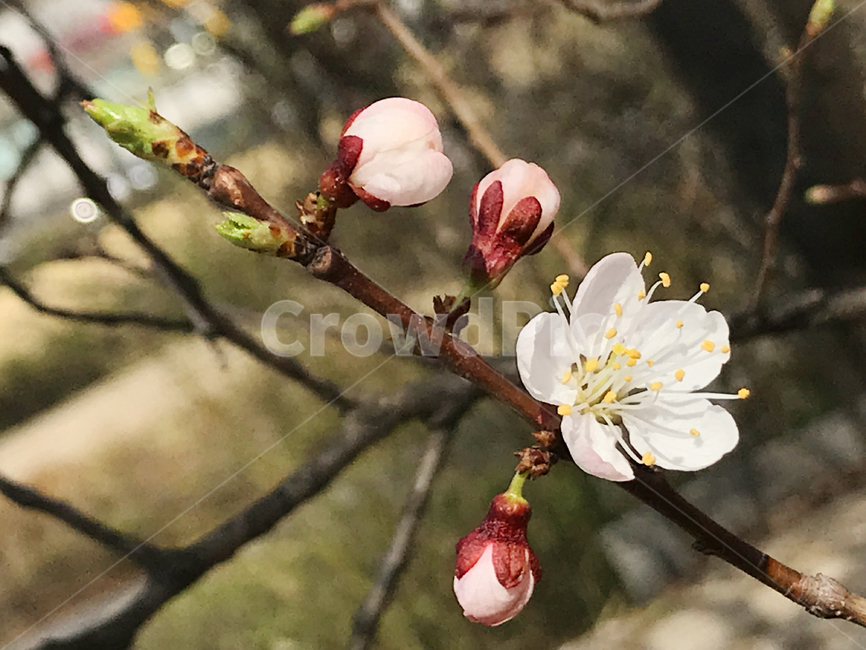 봄,벚꽃,꽃송이,꽃잎,꽃술,벚꽃축제,꽃놀이,나들이,봄,계절,spring,season,식물,자연,plants,nature,꽃,flower,plant