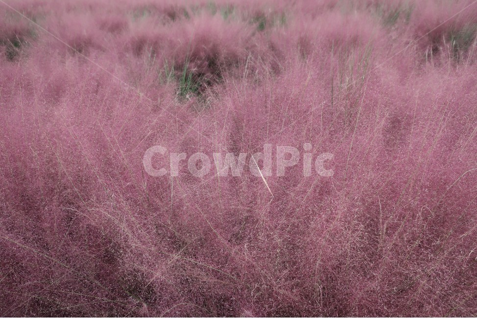 핑크,핑크뮬리,그라스,조경,식물,가을,계절,자연,풍경,분홍,가을,계절,fall,autumn,season,grass,잔디,plant,bush,부시,vegetation,초목