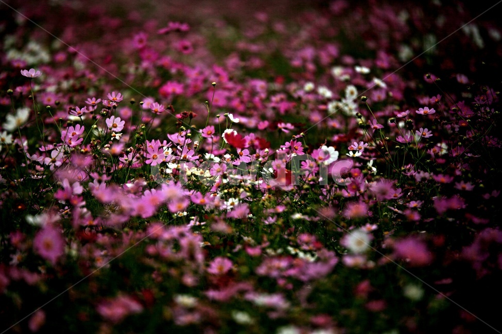 코스모스,식물,꽃,축제,풍경,가을,계절,fall,autumn,season,식물,자연,plants,nature,꽃,flower,blossom,plant,petal,꽃잎