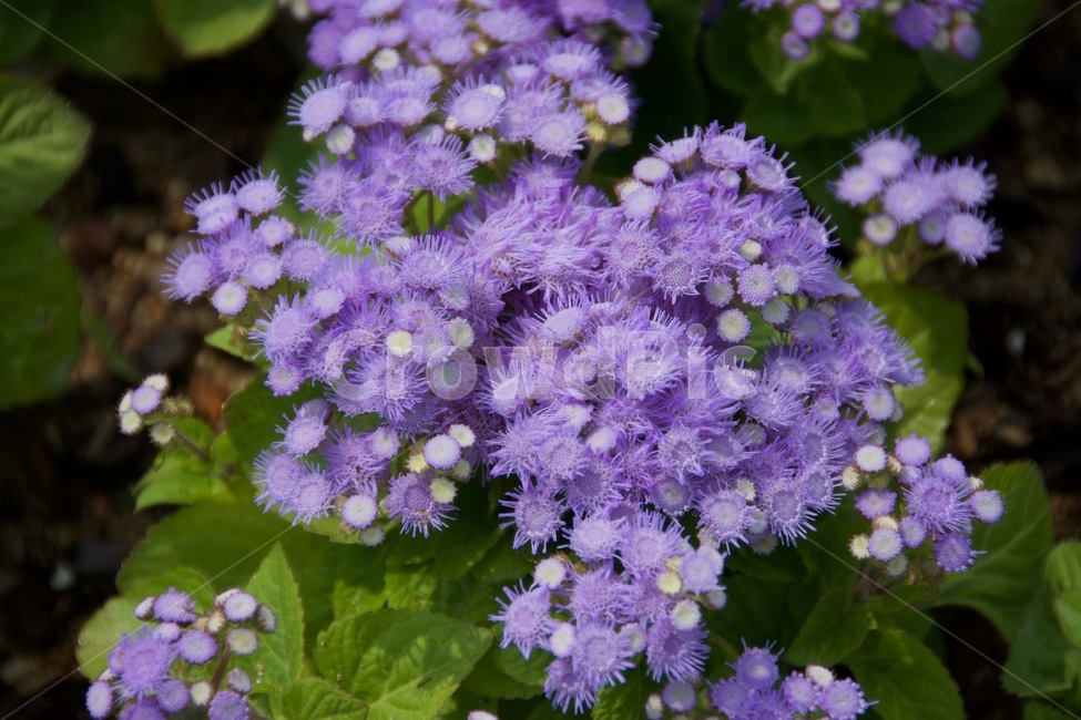 꽃,보라색꽃,덩어리꽃,무리지어핀꽃,작은꽃,flower,violetflower