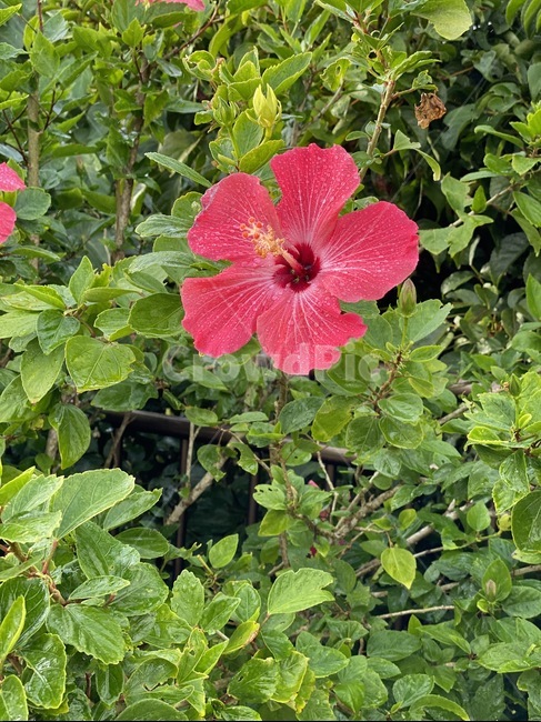 plant,식물,flower,꽃,blossom,식물,자연,plants,nature,꽃,flower
