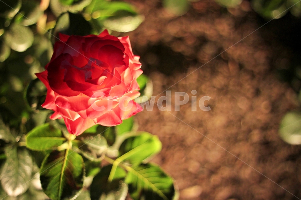 꽃,장미,봄,rose,flower,아름다움장미,붉은장미,장미한송이,정원,장미꽃클로즈업,자연,초록잎,화려한꽃,로맨틱꽃,아름다운풍경,빛과그림자,보케효과,감성사진,사랑의꽃,햇빛과꽃,여름꽃,봄꽃,따뜻한색감,신비로운분위기,장미정원,생기넘치는꽃,고독한꽃,우아한장미,신선한꽃,장미덤불,자연속꽃,꽃밭,꽃이미지,감성적인장미,로즈,감각적인꽃사진,꽃향기,화사한분위기,따뜻한햇살,황금빛조명