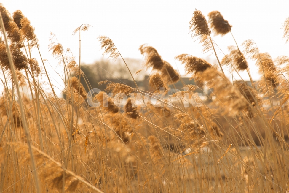 갈대,겨울,노을,들판,들풀,배경화면,겨울,계절,winter,season,식물,자연,plants,nature