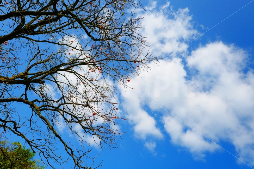 감나무,감,하늘,까치밥,시골풍경,전원생활,시골,가을,계절,fall,autumn,season,식물,자연,plants,nature,나무,trees,wood,tree,plant