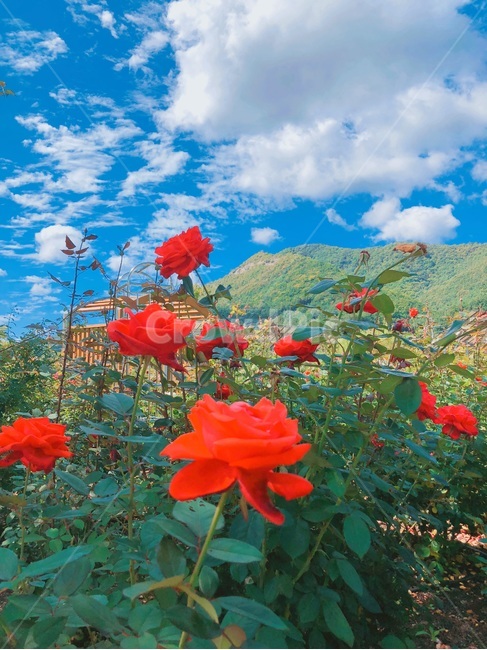 장미,꽃,식물,하늘,구름,배경,rose,flower,plant,blossom