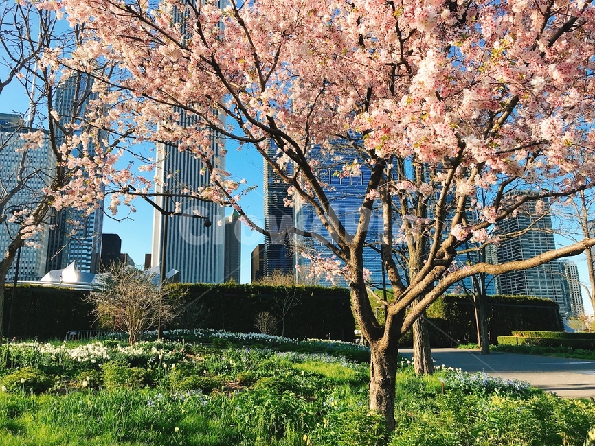 봄,벚꽃나무,공원,도심공원,분홍,초록,도시배경,봄,계절,spring,season,도시,풍경,city,landscape,plant,식물