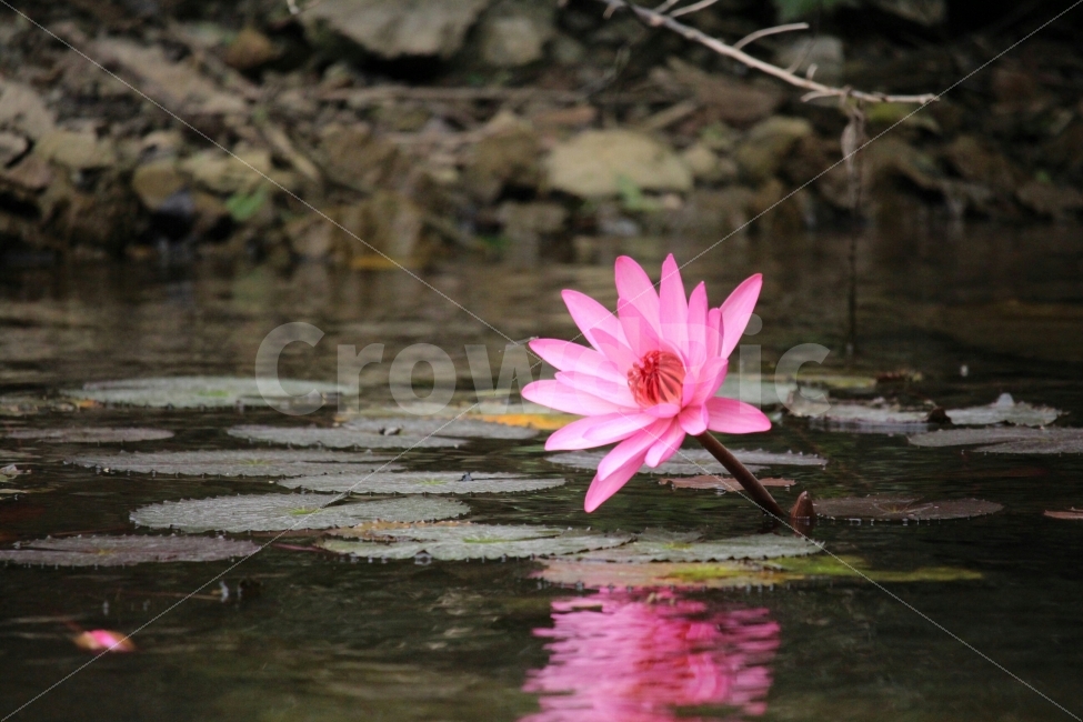 연꽃,베트남,장안,여행,꽃,식물,Lotus,Vietnam,trip,JangAN,Flower,식물,자연,plants,nature,꽃,flower