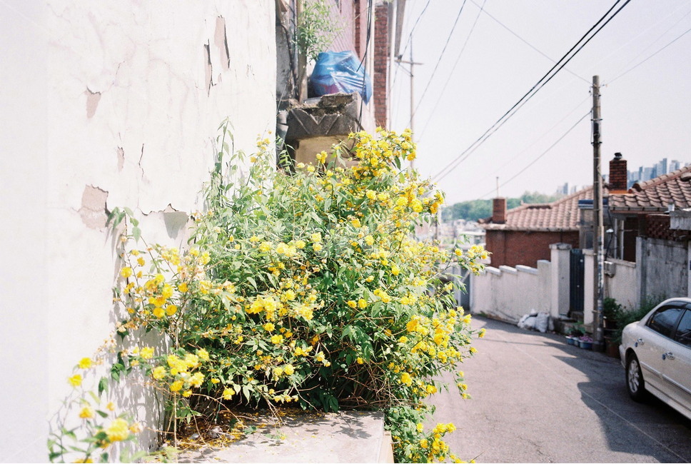 아현동,꽃,여름,길,필름,골목길,alley,car,차,vehicle,차량,transportation,교통,automobile,자동차,plant,식물