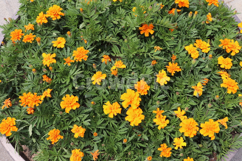 주황색꽃,orangeflower,봄꽃,식물,plants