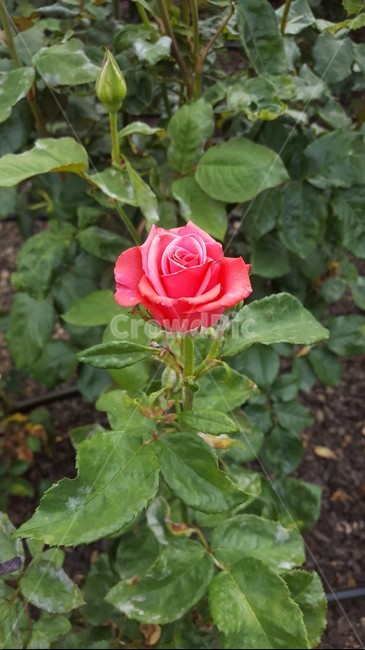 꽃,장미,붉은장미,분홍장미,장미한송이,생화,삼척장미공원
