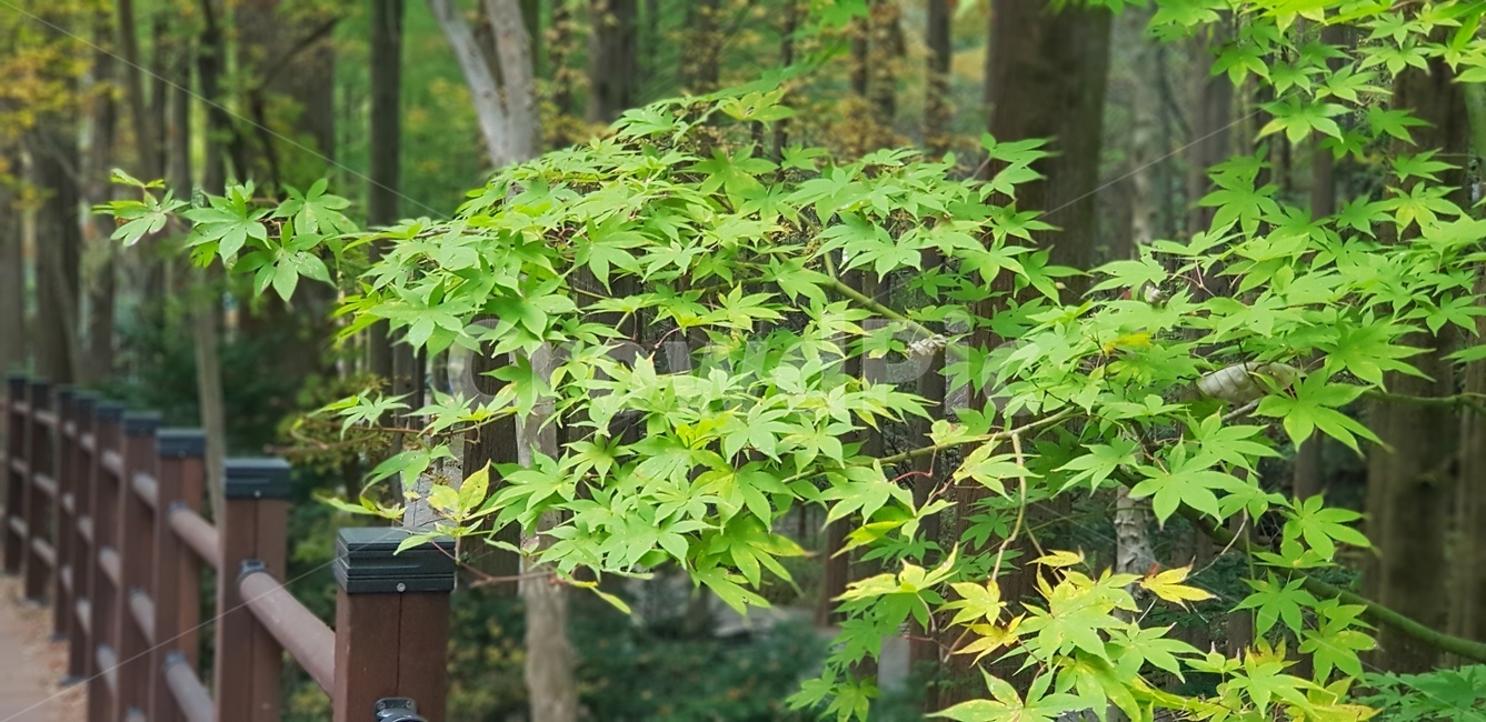 단풍나무,가을,초록,초록나무,나무가지,나무,잎,잎사귀,통나무,울타리,식물,tree,plant,leaf,식물,자연,plants,nature
